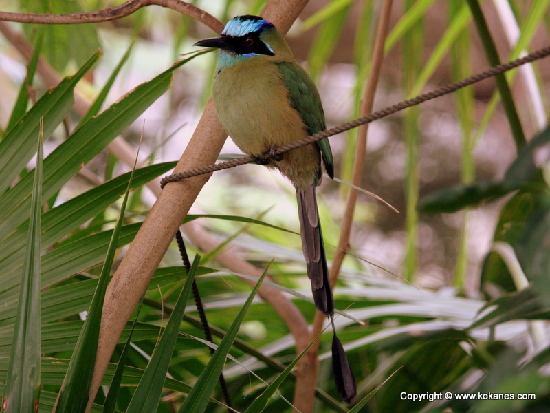 Blue-crowned Motmot